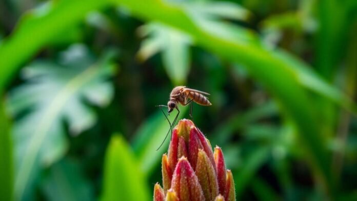 dengue-conheca-os-sintomas-tratamentos-e-como-se-proteger-desta-doenca dengue-conheca-os-sintomas-tratamentos-e-como-se-proteger-desta-doenca