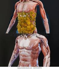 download (25) representação de áreas do corpo com acúmulo de gordura marrom.