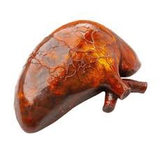 images (5) Ilustração de um fígado com sinais de inflamação.