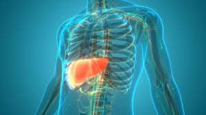 images (1) Ilustração do fígado com acúmulo de gordura