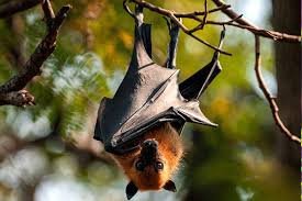 download (15) morcego frugívoro associado ao vírus Nipah
