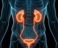 download (20) Exame de urina indicando microalbuminúria