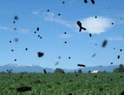 download (29) Ilustração mostrando pontos escuros flutuando no campo visual