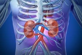 download (44) Representação dos rins filtrando o sangue