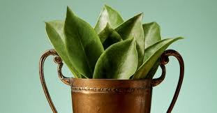 images (35) Ora-pro-nóbis: proteína vegetal e cuidados