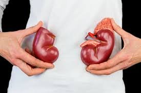 download (14) alimentos ricos em proteína ao lado de ilustração de rins humanos